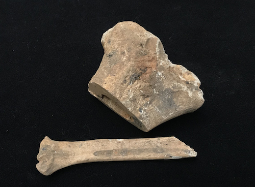 Animal bones discovered near the Baseball Field
